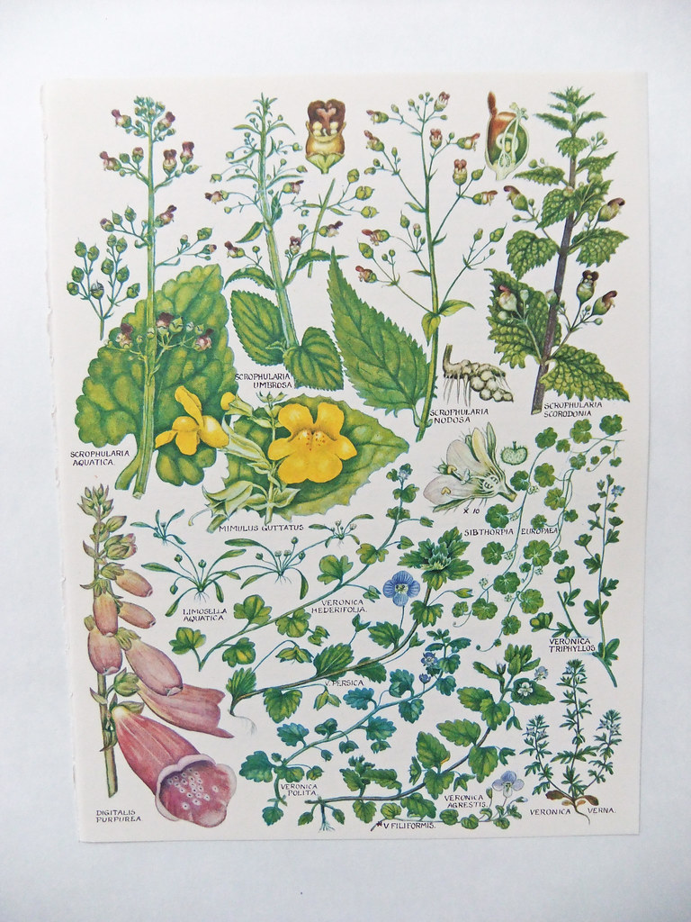 Botanical Sticker Pack, image 3