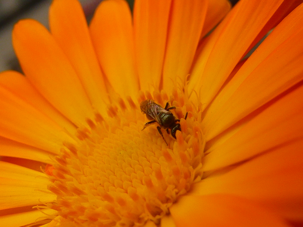 Calendula Salve