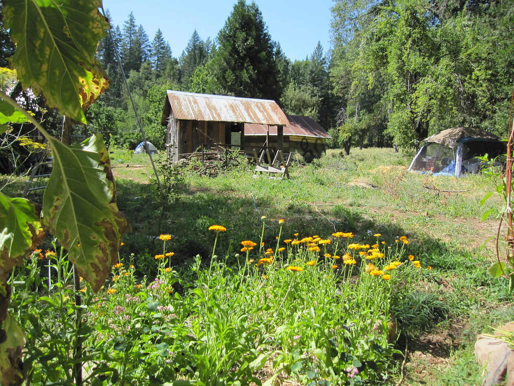 Calendula Salve, image 3
