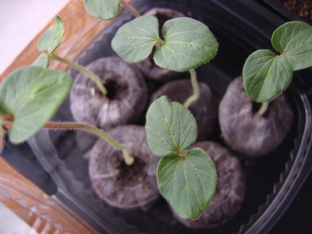 Seed-Starting Gear, image 3