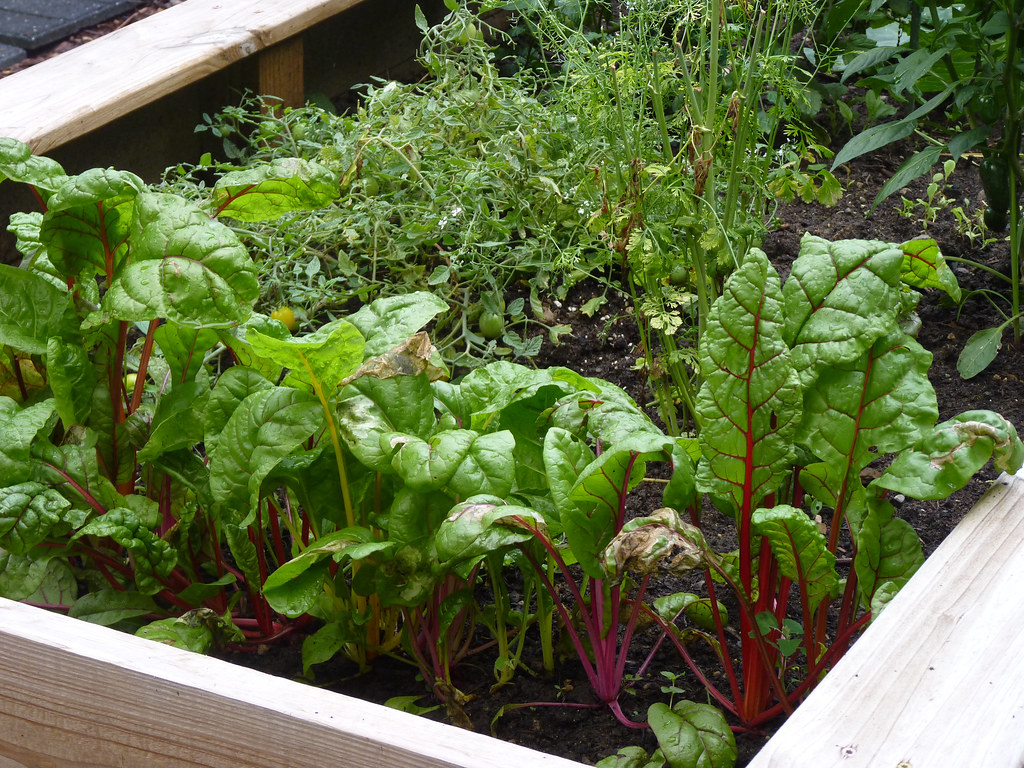 Start Your First Vegetable Garden