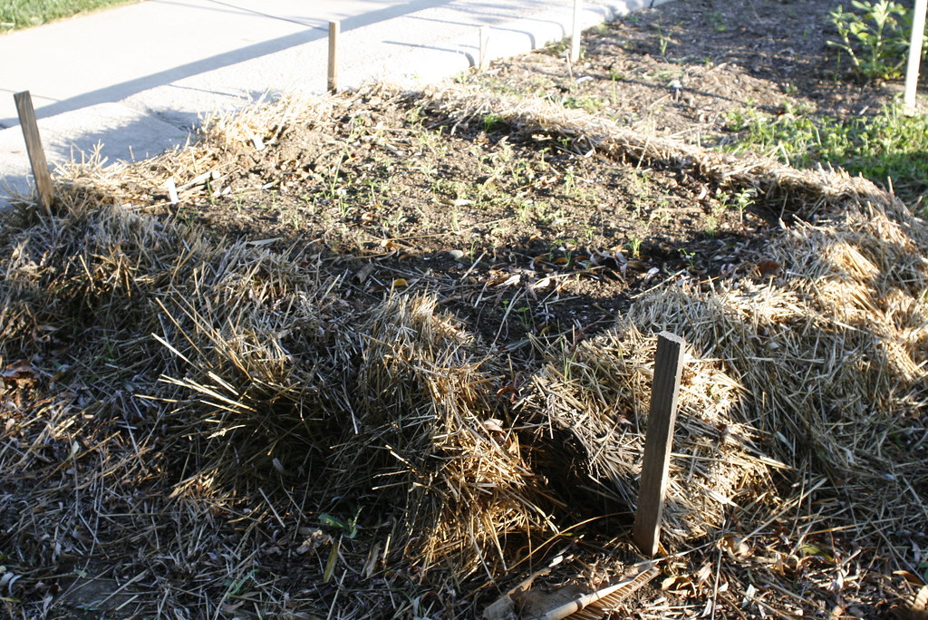 Start Your First Vegetable Garden, image 3